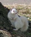 2124031446-albino-squirrel.jpg